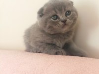 Scottish Fold Yavrular