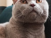 British shorthair çiftleştirme ilanıdır