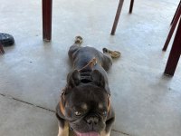 French buldog