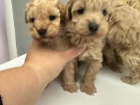Maltipoo bebekler