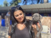 Blue mavi gözlü cane corso yavrularım