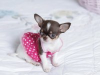 TEACUP XS ELMA KAFA KÜT BURUN ŞİVAVA YAVRULAR