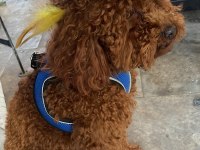 Erkek Poodle 1.5 Yaşında