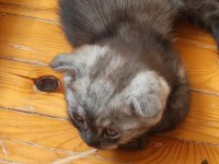 45 günlük erkek scottish fold