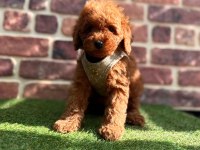 Safkan toy Poodle yavrular