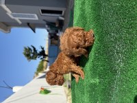 Kore Teacup Poodle toy