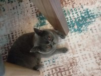 1 yaşında british shorthair