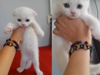 2 aylık iki kardeş scottish fold yeni yuvasını arıyor