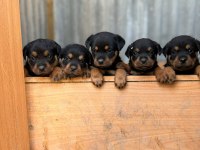 Rottweiler yavruları