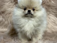 İTHAL POMERANİAN BEBEKLER