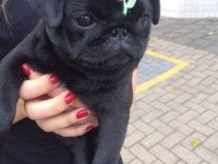 Siyahın en güzeller tonlarında pug bebekler