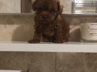 Kore Poodle Teacup Baby Face Poodle Yavrular