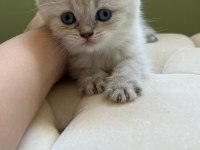 British shorthair silver cinsi dişi