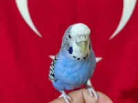 Konuşan Dişi Muhabbet Kuşu Ele Kola Alışkın Sağlıklı
