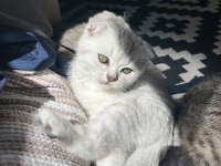 Scottish fold yavru