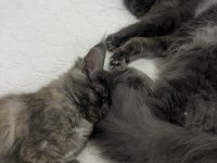 Maine coon dişi tortie pet şecereli