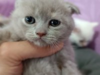 Seceresi Temiz ve Kaliteli Scottish fold yavrular
