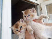 2 aylık golden ny11 british shorthair yavruları