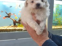 MAltipoo Yavrularımız ırk ve sağlık garantilidir