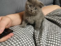 1 buçuk aylık safkan scottish fold yavru