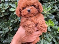 Irk Garantili Toy Poodle Yavruları