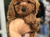 DÜNYA TATLISI POODLE YAVRULARI