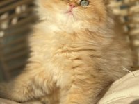British longhair Ny11-Ny25