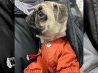 3 Aylık pug Dişi