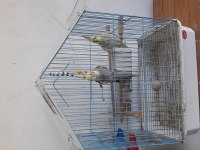 Sultan papağanı çift