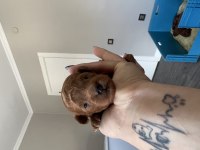 ORJİNAL TAM TOY VE TEA CUP POODLE BEBEKLER