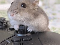 Hamster-Gonzales Yavrularımız Heryere Gönderim