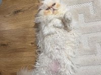SAFKAN 9 AYLIK İRAN KEDİSİ
