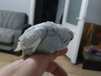 ELE ALIŞIK MUHABBET KUŞU YAVRULAR