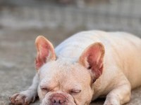 FRENCH BULLDOG ANNELER