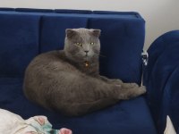 Yetişkin erkek kedimiz çocuk olacağından dolayı