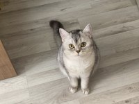 BRİTİSH SHORTHAİR KIZIMIZA EŞ ARIYORUZ