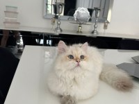 British Longhair Kedimiz
