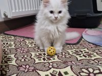 British longhair kedisi