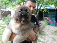 Kafkas çoban köpeği yavruları
