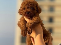 KORE KAN TOY POODLE BEBEKLERİMİZ MEVCUT