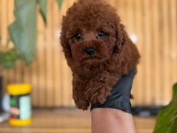 Toy Poodle Bebekler-Referans Yavru