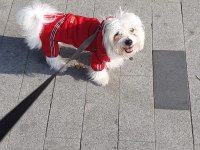 7 aylık maltese terrier