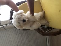 Sahibinden Aşılı Orjinal Maltese Terrier Yavrusu