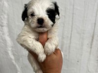 Morkie son 2 yavrularımız