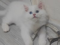 British longhair Kedisi