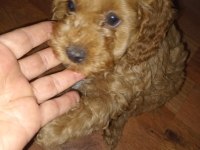 40 günlük toy poodle erkek yavrularım