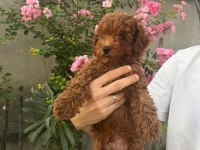 Bakımlı toy poodle