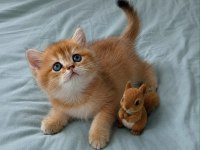 En güzel  ny12 golden british shorthair yavrular