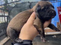 Safkan Irk Garantili Malinois Köpekler