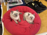 british shorthair Blu Point